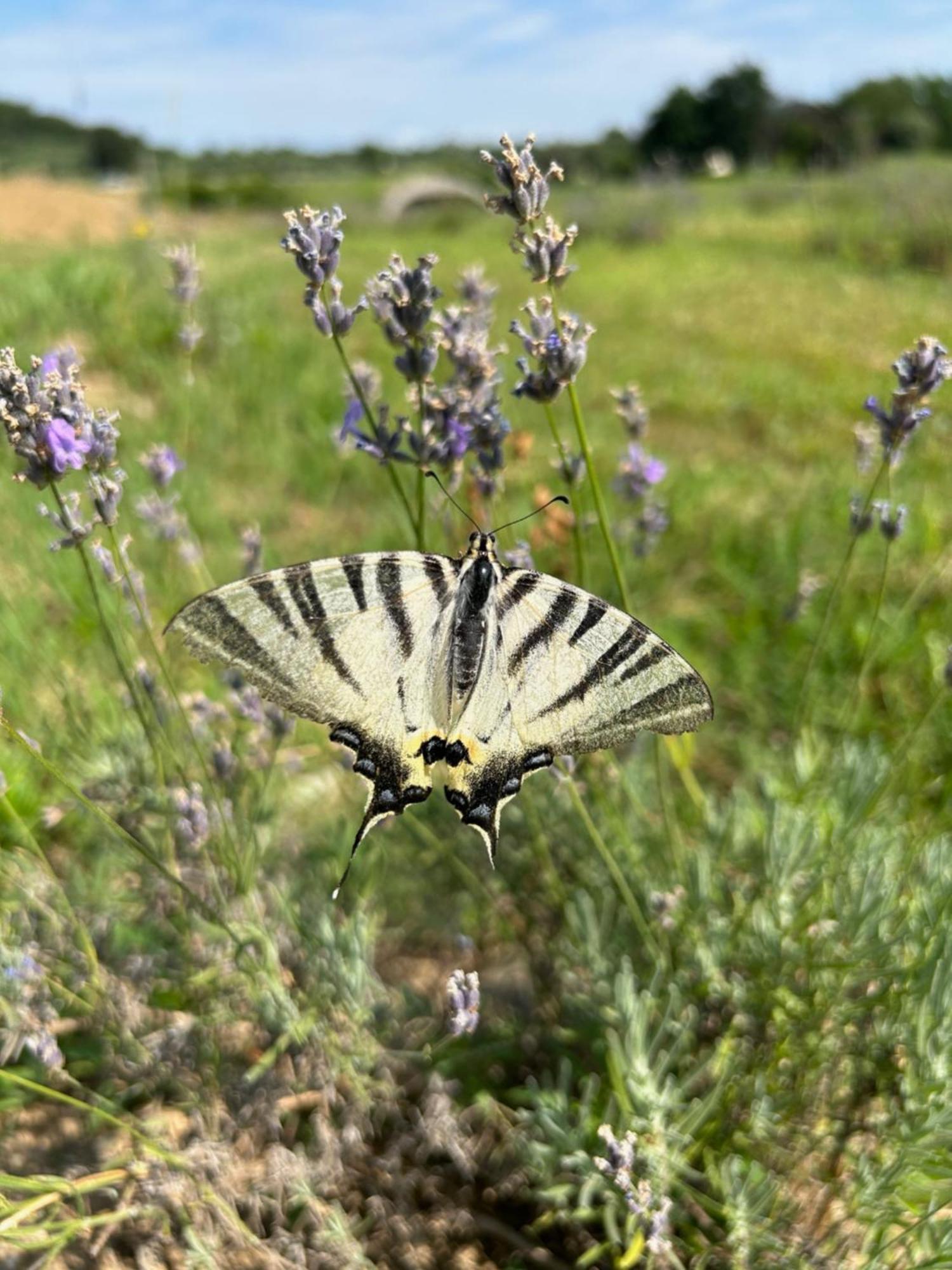 Agriturismo Al Mancino Lonato Kültér fotó