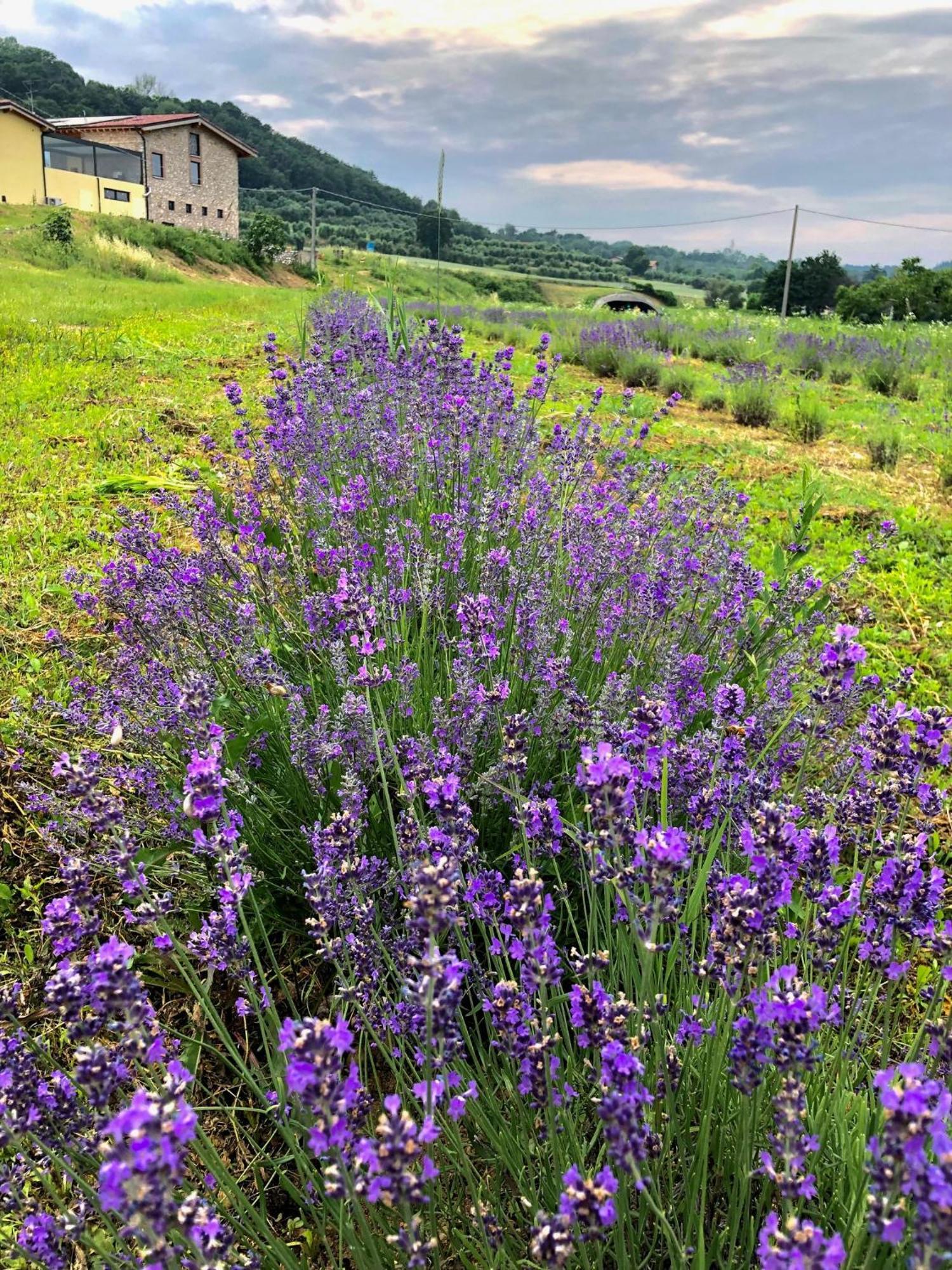 Agriturismo Al Mancino Lonato Kültér fotó